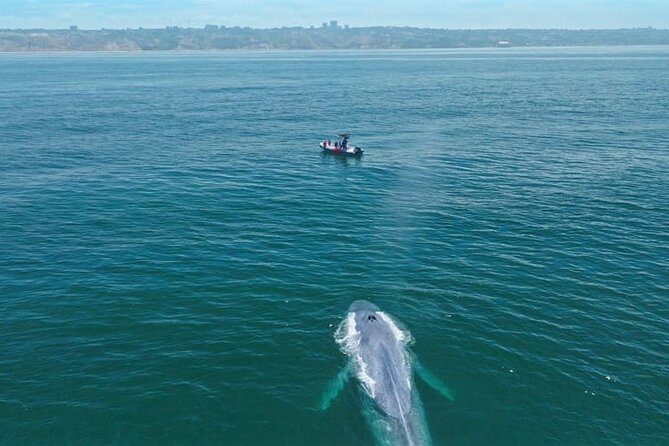 Whale and Dolphin Watching in San Diego Speedboat Tour - Who should book this San Diego whale tour