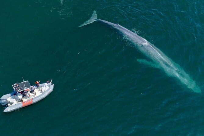 Whale and Dolphin Watching in San Diego Speedboat Tour - Should you book it?