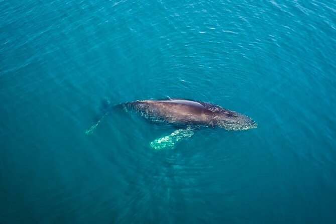 Whale and Dolphin Watching in San Diego Speedboat Tour - Why the small boat changes the experience