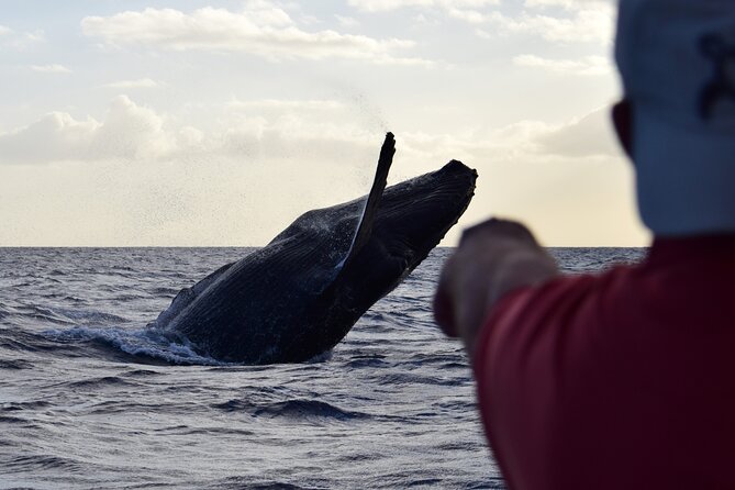 Whale Watching Adventure -Speed Boat & Small Group - A small boat changes the whole whale-watching experience