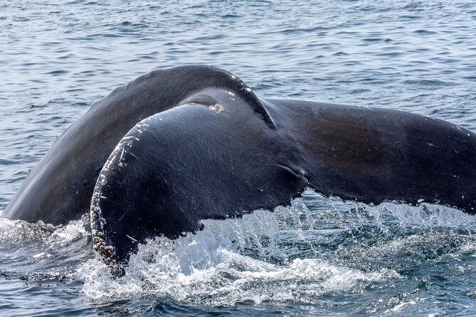 Whale Watching Adventure -Speed Boat & Small Group - What the 1 hour 45 minute trip feels like