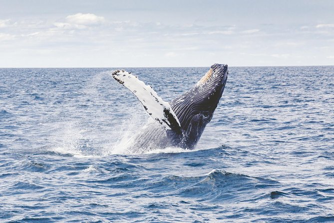 Whale Watching Adventure -Speed Boat & Small Group - Is $105 a fair price?