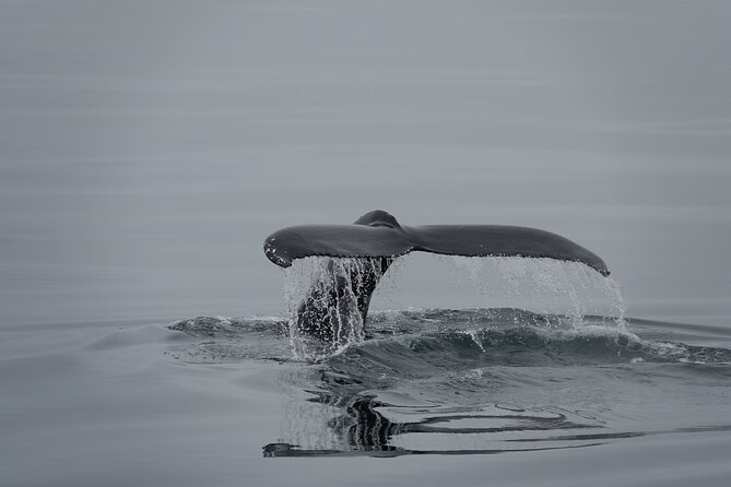 Whale Watching by RIB Speedboat from Downtown Reykjavik - Engey, Viðey, and the islands near the capital