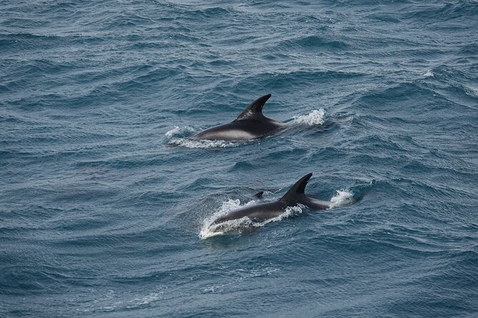 Whale Watching by RIB Speedboat from Downtown Reykjavik - Why the RIB can be thrilling, and tiring