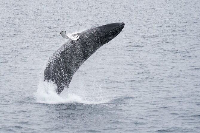 Whale Watching by RIB Speedboat from Downtown Reykjavik - Cancellations and changing sea conditions