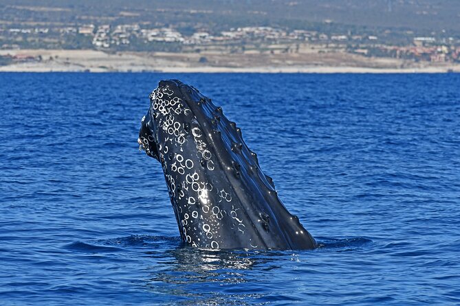Whale Watching by Zodiac in Cabo San Lucas with Photos Included - Key points to know before booking