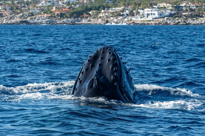Whale Watching by Zodiac in Cabo San Lucas with Photos Included - Cabo’s December to April whale season