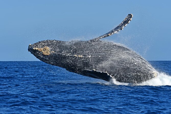 Whale Watching by Zodiac in Cabo San Lucas with Photos Included - The arch and Cabo’s coastal sights