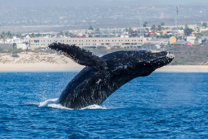 Whale Watching by Zodiac in Cabo San Lucas with Photos Included - Searching the Sea of Cortez and Pacific waters