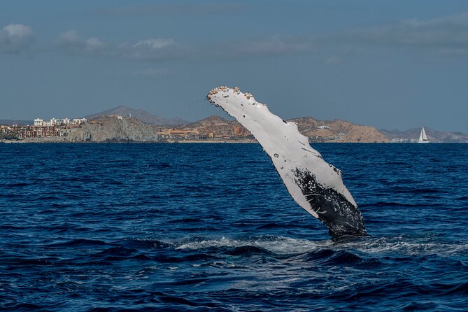 Whale Watching by Zodiac in Cabo San Lucas with Photos Included - Breaches, calves, and unexpected marine life