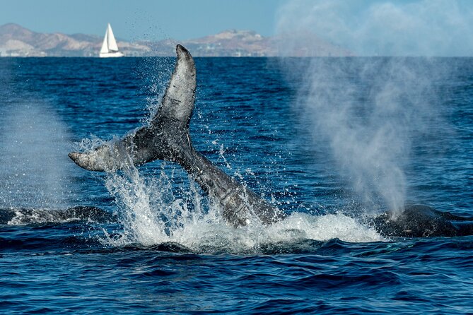 Whale Watching by Zodiac in Cabo San Lucas with Photos Included - Hearing whale songs with the hydrophone