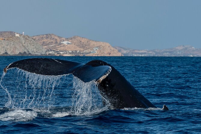 Whale Watching by Zodiac in Cabo San Lucas with Photos Included - Photos and videos after the boat ride