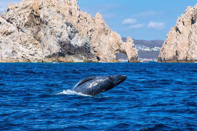 Whale Watching by Zodiac in Cabo San Lucas with Photos Included - Setting out on the 28-foot Apex Zodiac