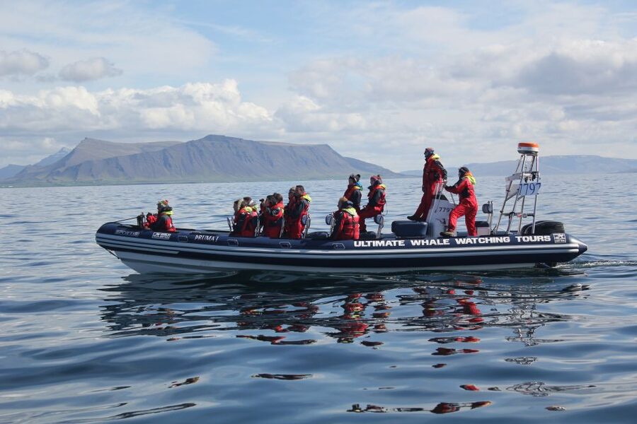 Whale Watching in Reykjavik by Speedboat - Should You Book Whale Watching by Speedboat?
