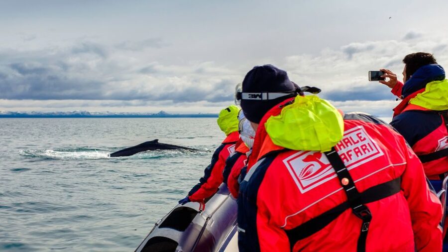 Whale Watching in Reykjavik by Speedboat - The Speedboat Ride Is Part of the Attraction