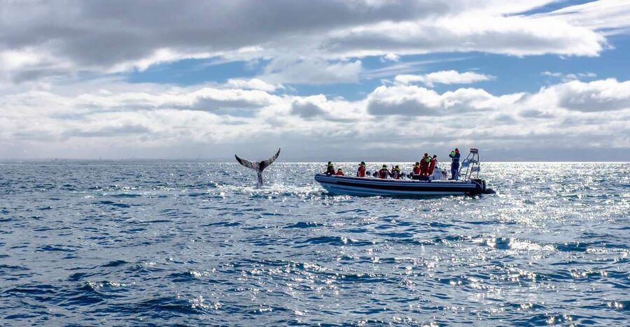Whale Watching in Reykjavik by Speedboat - Returning Along Reykjavik’s Shoreline