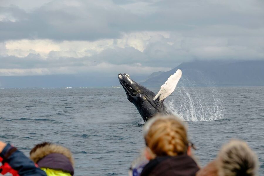 Whale Watching in Reykjavik by Speedboat - Timing, Weather, and Practical Planning