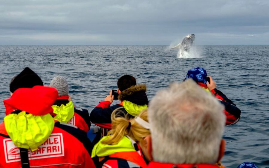Whale Watching in Reykjavik by Speedboat - The Main Strengths and Weak Points