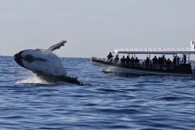 Whale Watching on Speed Boat with canopy from Sydney Harbour - Key points at a glance