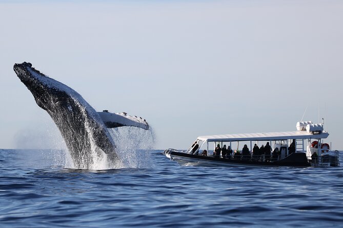 Whale Watching on Speed Boat with canopy from Sydney Harbour - Leaving Campbell’s Cove beneath the Opera House