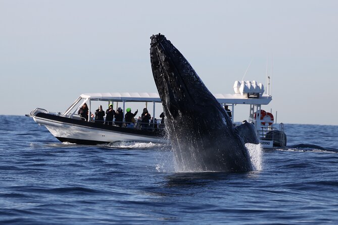 Whale Watching on Speed Boat with canopy from Sydney Harbour - Crossing toward Ocean Extreme