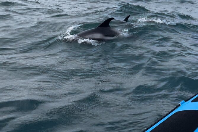 Whale Watching - RIB Boat Adventure in Kopavogur, Iceland - The fast return to Kópavogur