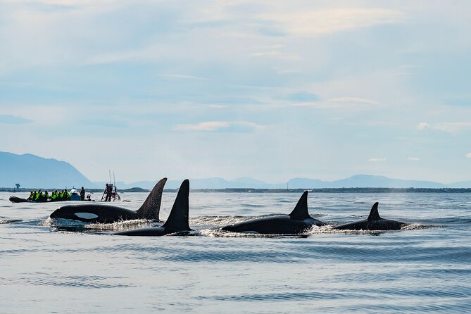 Whale Watching RIB Boat Tour in Skjervoy from Tromso - Key points before you book