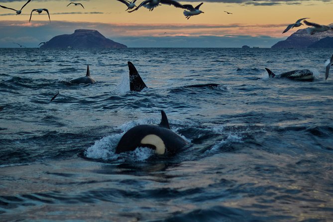 Whale Watching RIB Boat Tour in Skjervoy from Tromso - The real appeal of whale watching from Skjervøy