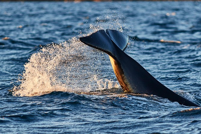 Whale Watching RIB Boat Tour in Skjervoy from Tromso - Four hours by bus to Skjervøy