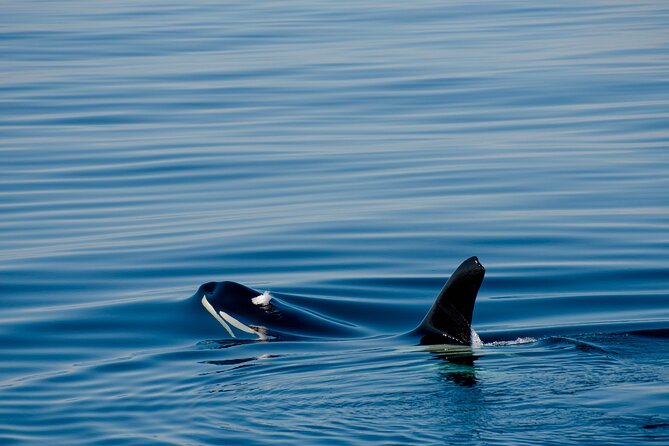 Whale Watching RIB Boat Tour in Skjervoy from Tromso - The RIB ride and the search for whales