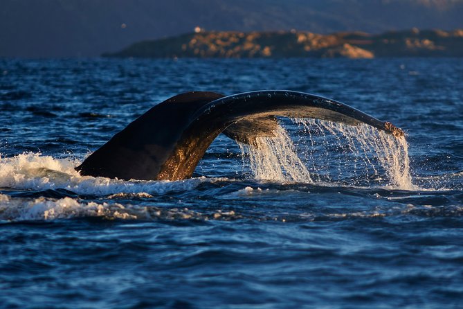 Whale Watching RIB Boat Tour in Skjervoy from Tromso - What you may see around Skjervøy