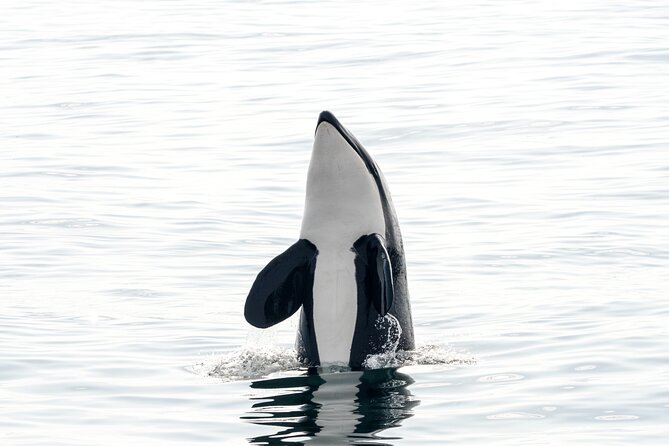 Whale Watching RIB Boat Tour in Skjervoy from Tromso - Lunch, drinks, and the return to Tromsø