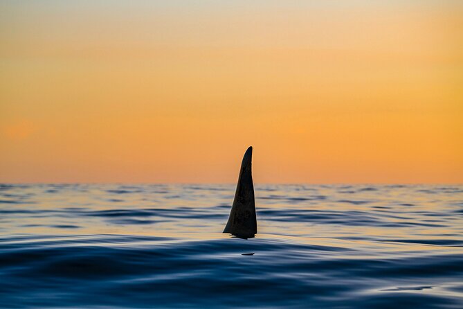 Whale Watching RIB Boat Tour in Skjervoy from Tromso - Is $365.81 a fair price?