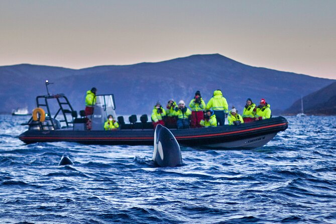 Whale Watching RIB Boat Tour in Skjervoy from Tromso - A 5:30 am start in Tromsø