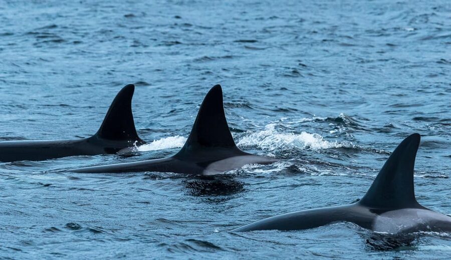 Whale Watching RIB Safari at Skjervøy - Key points at a glance