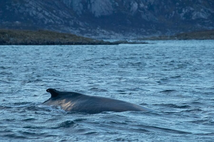 Whale Watching RIB Safari at Skjervøy - The real attraction: whales in their Arctic feeding ground