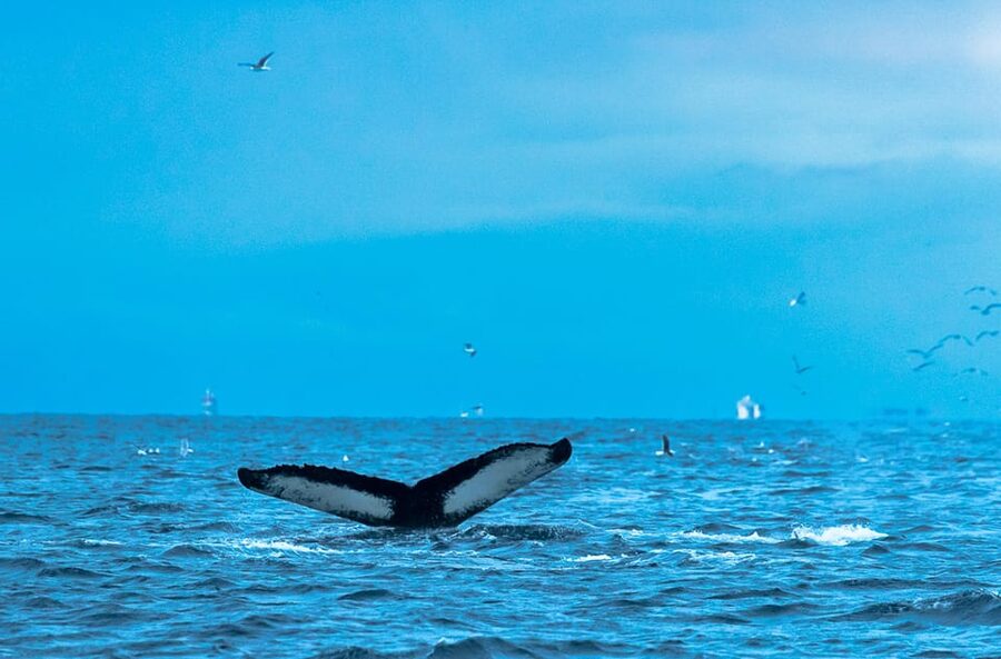 Whale Watching RIB Safari at Skjervøy - A fast RIB with a small group