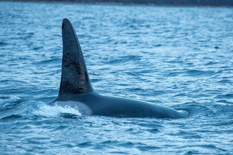 Whale Watching RIB Safari at Skjervøy - How the whale search works