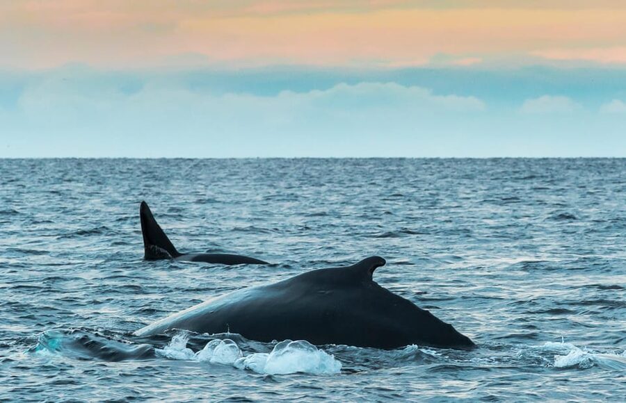 Whale Watching RIB Safari at Skjervøy - The 5:20 AM start from Tromsø