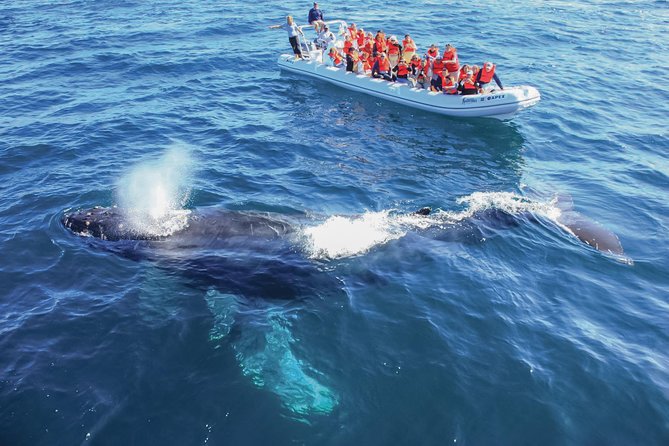 Whale Watching, The Famous Arch and Fast Boat Tour in Los Cabos - What makes this Cabo whale tour different