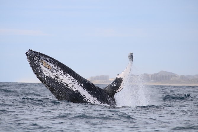 Whale Watching, The Famous Arch and Fast Boat Tour in Los Cabos - Searching for humpback whales from December to April