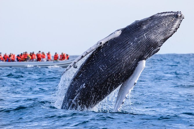 Whale Watching, The Famous Arch and Fast Boat Tour in Los Cabos - The Arch and sea lions on the way back