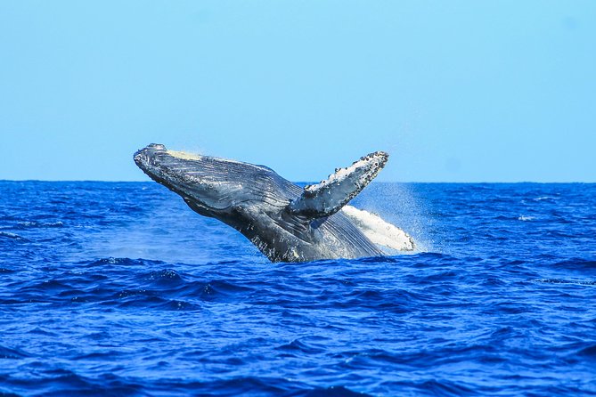 Whale Watching, The Famous Arch and Fast Boat Tour in Los Cabos - The guide, boat crew, and overall service