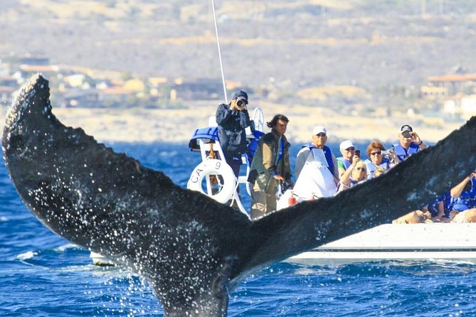 Whale Watching, The Famous Arch and Fast Boat Tour in Los Cabos - Who should book this experience?