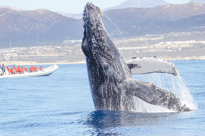 Whale Watching, The Famous Arch and Fast Boat Tour in Los Cabos - From hotel pickup to the Cabo marina