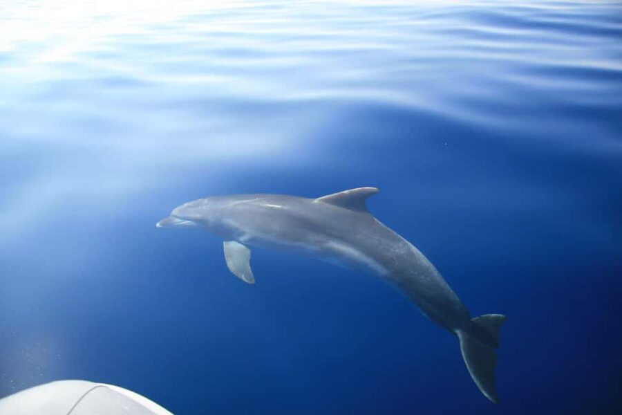 Zadar:Speedboat Tour Thrill Ride with Snorkeling on 3 island - David, George, and the feel on board