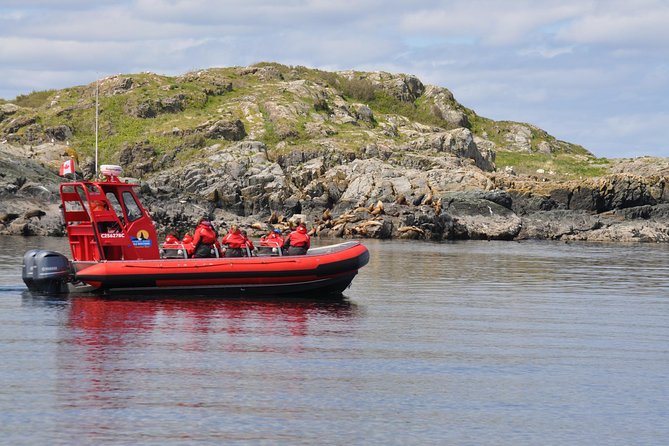 Zodiac Boat Whale and Wildlife 4-Hour Tour from Campbell River - Key points to know before you book