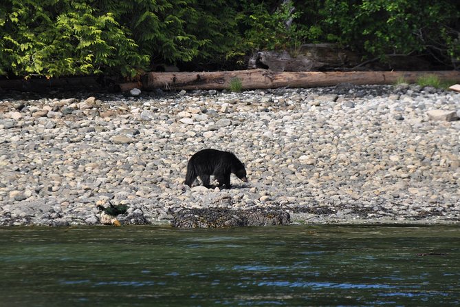Zodiac Boat Whale and Wildlife 4-Hour Tour from Campbell River - Setting out from Campbell River