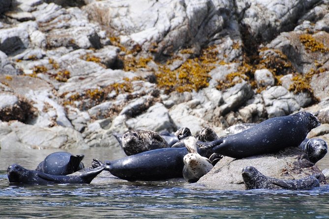 Zodiac Boat Whale and Wildlife 4-Hour Tour from Campbell River - What the 12-person limit means