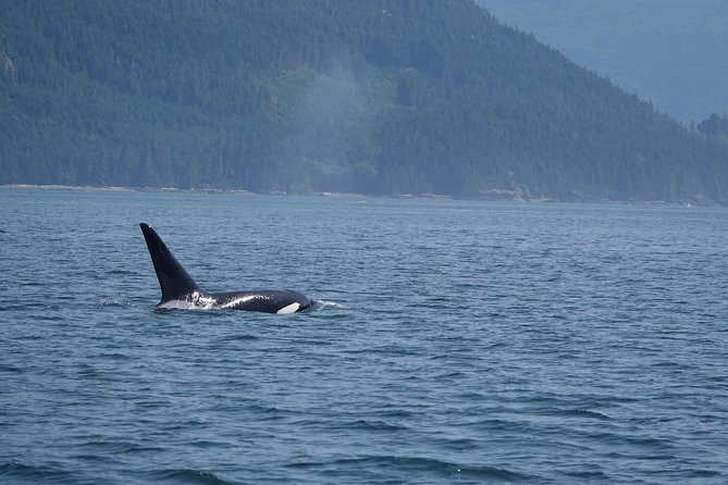 Zodiac Boat Whale and Wildlife 4-Hour Tour from Campbell River - Who will enjoy this Zodiac tour?